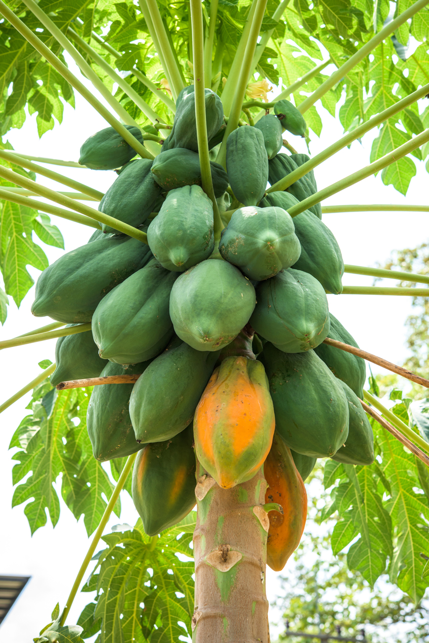 Can You Bring Papaya From Hawaii To California